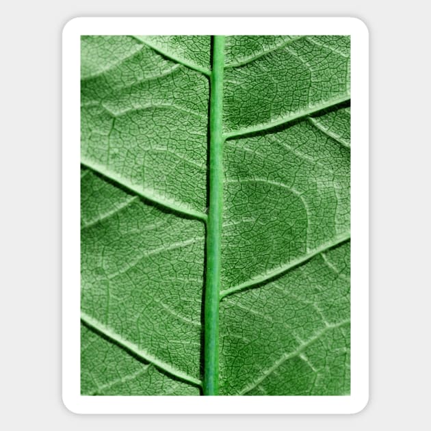 Veined Green Leaf Sticker by BonniePhantasm